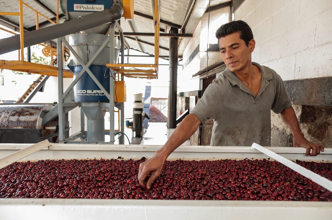 A worker inspects ripe coffee cherries in a mill in El Salvador