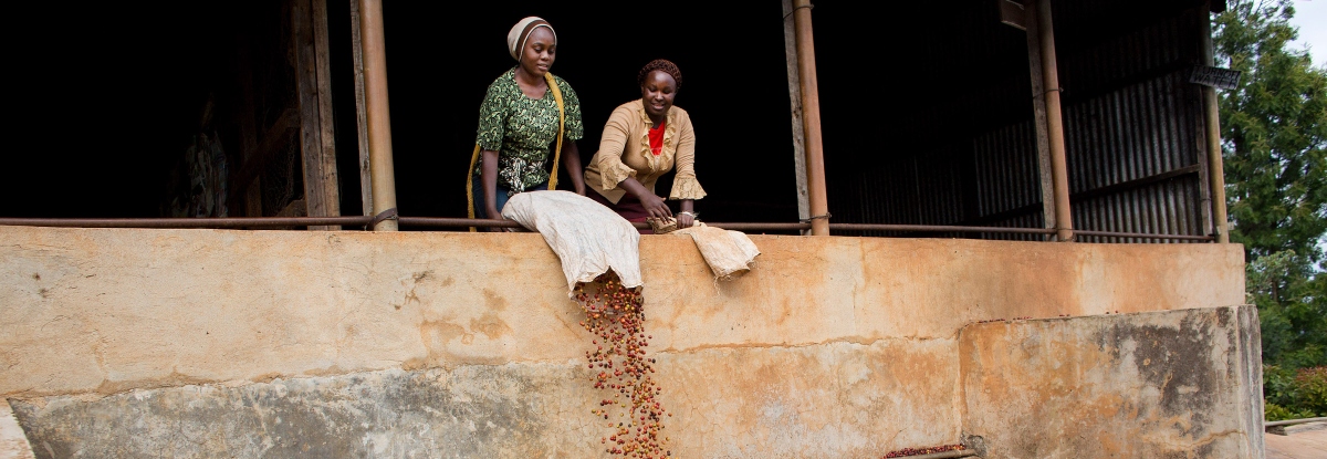 ¿Por qué la gente está pidiendo una reforma en la producción de café de Kenia?