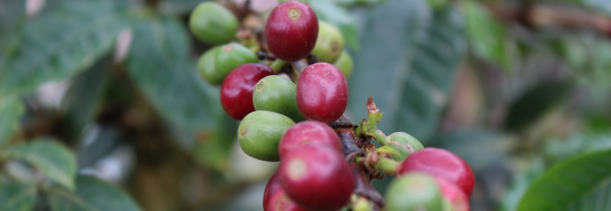 ¿Cómo puede la agricultura sintrópica beneficiar a la producción de café?