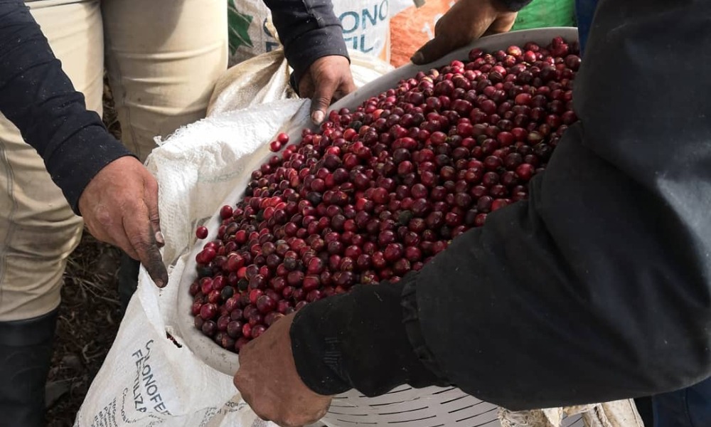 Productores de café almacenando cerezas recién recolectadas
